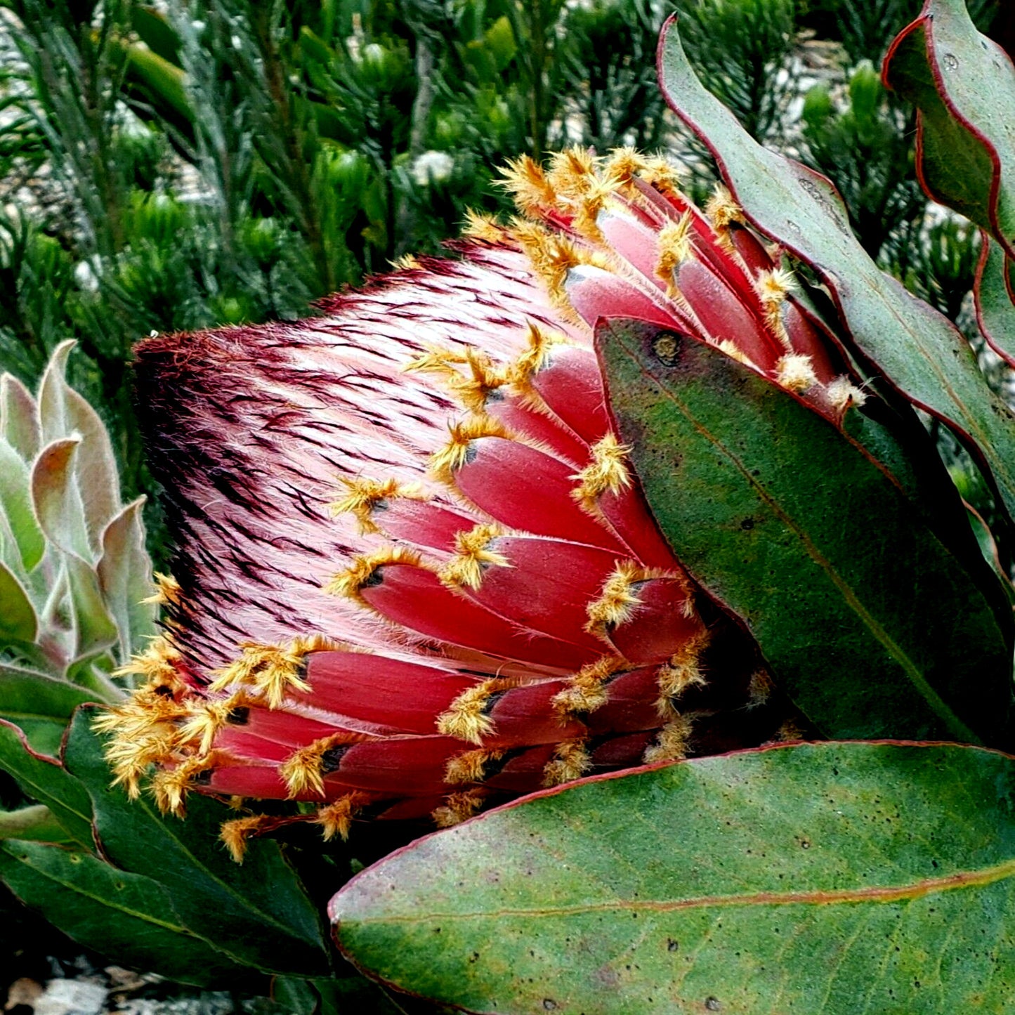 Close-up of a queen protea flower with green leaves in the background