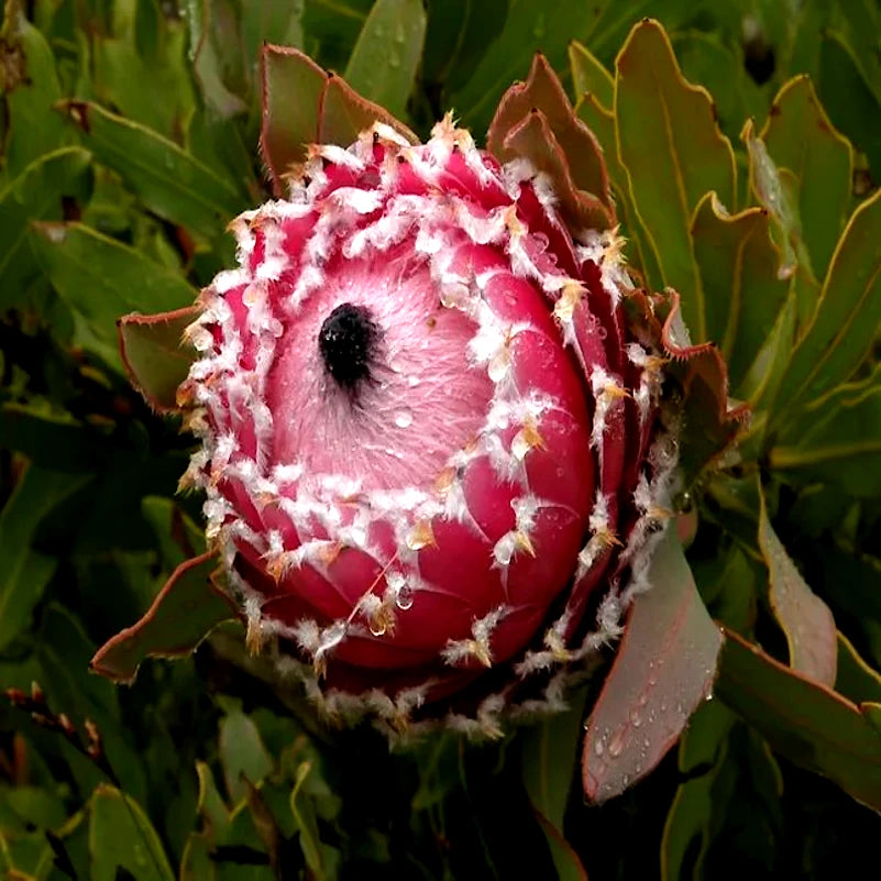 Close-up of a pink queen protea flower bud surrounded by green leaves.