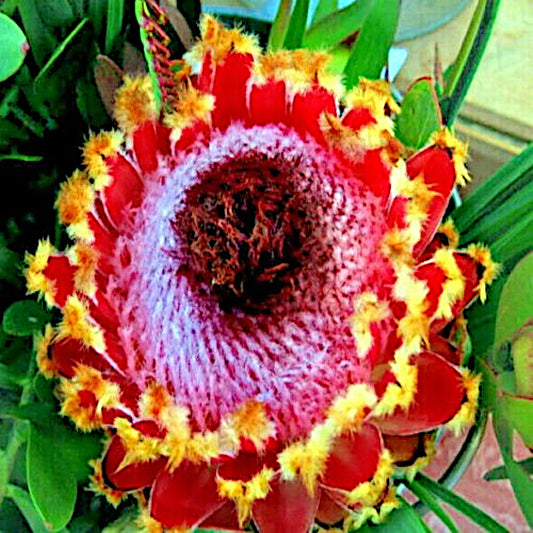 Close-up of a vibrant red and yellow Queen Protea (Protea magnifica) flower with green leaves in the background
