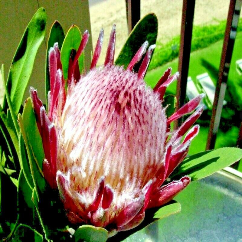 Close-up of a pink protea flower with green leaves.