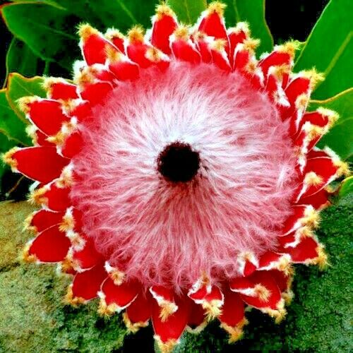 Close-up of a red and white queen protea flower with green leaves in the background