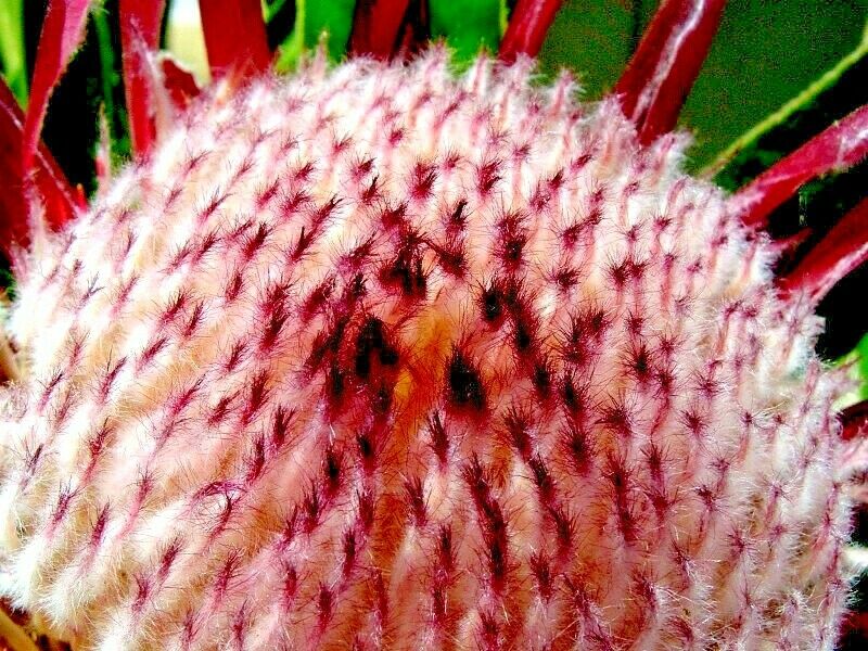 Close-up of a pink queen protea flower with a blurred green background
