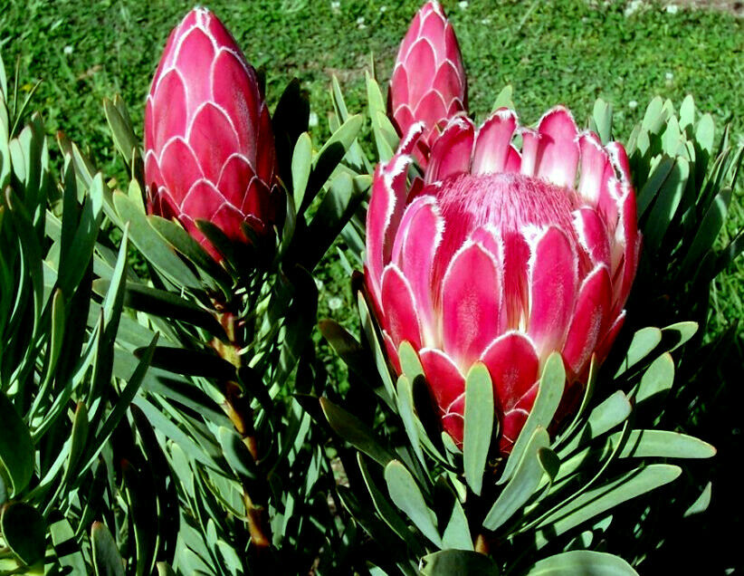 Three pink queen protea flowers starting blooms with green leaves on a blurred green background