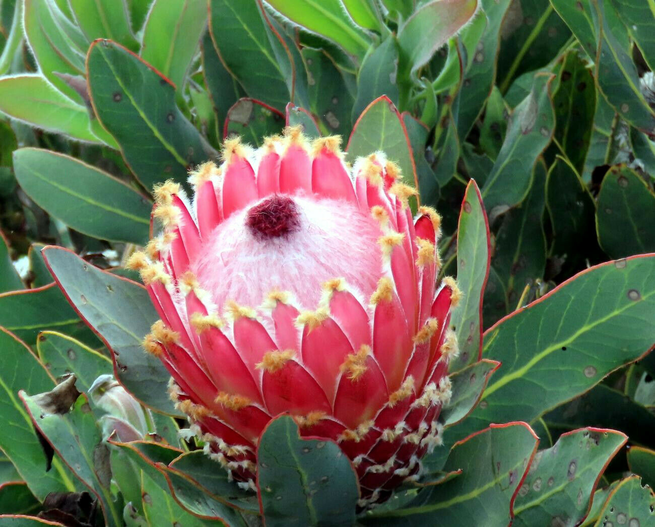 Close-up of a queen protea flower surrounded by green leaves
