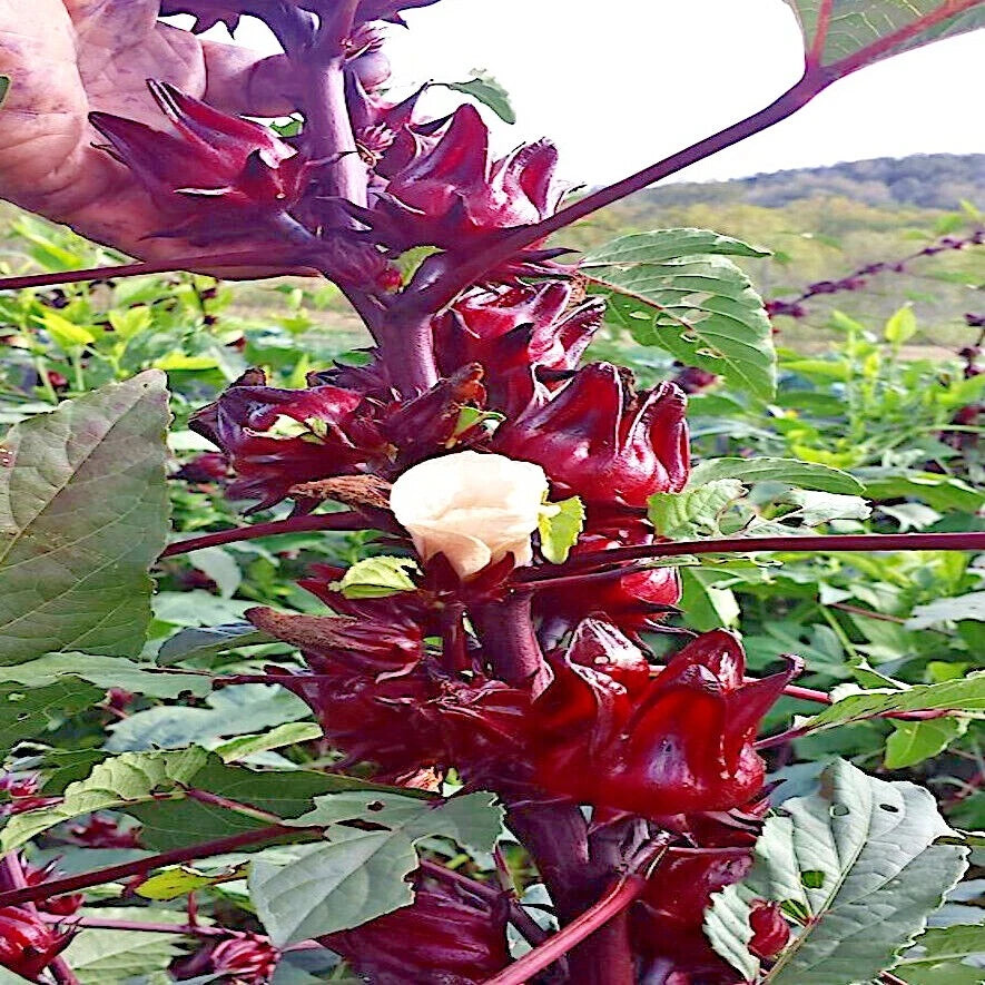 Close-up of a red Roselle hibiscus flower with green leaves in a natural setting