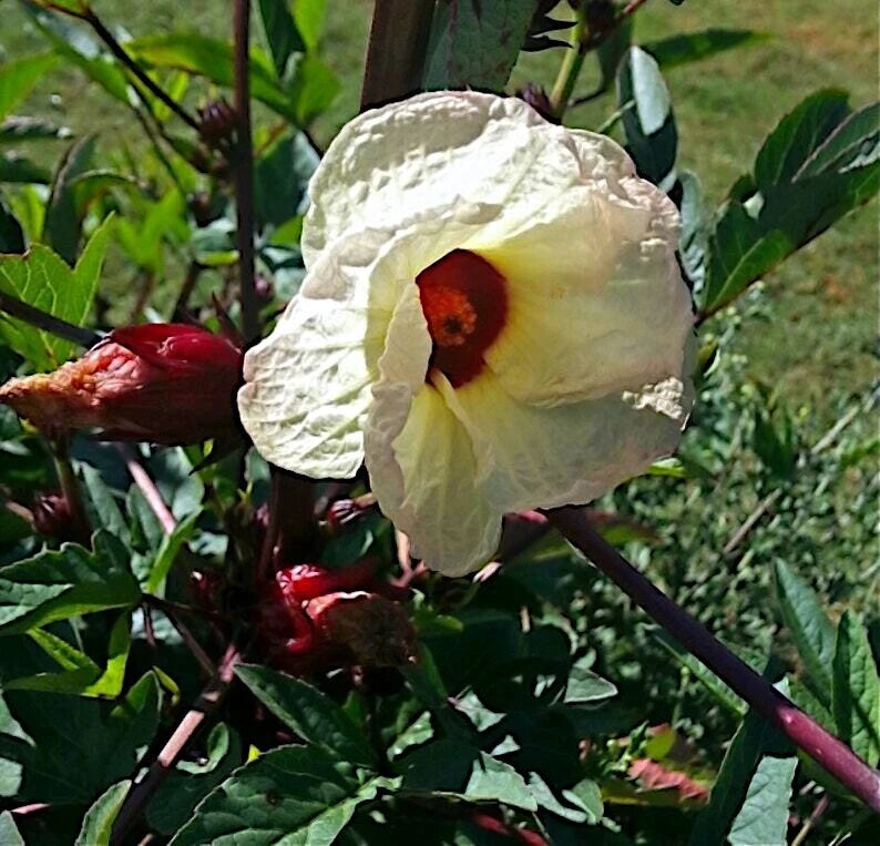 Luoshen Roselle White hibiscus flower with a red center surrounded by green leaves and red buds.