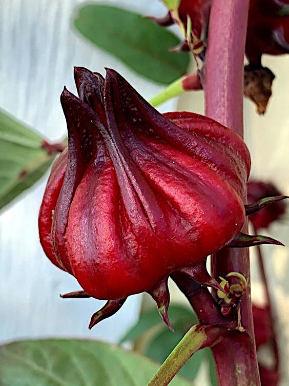 Close-up of a red Roselle hibiscus flower bud on a green leaf background. (Hibiscus sabdariffa)