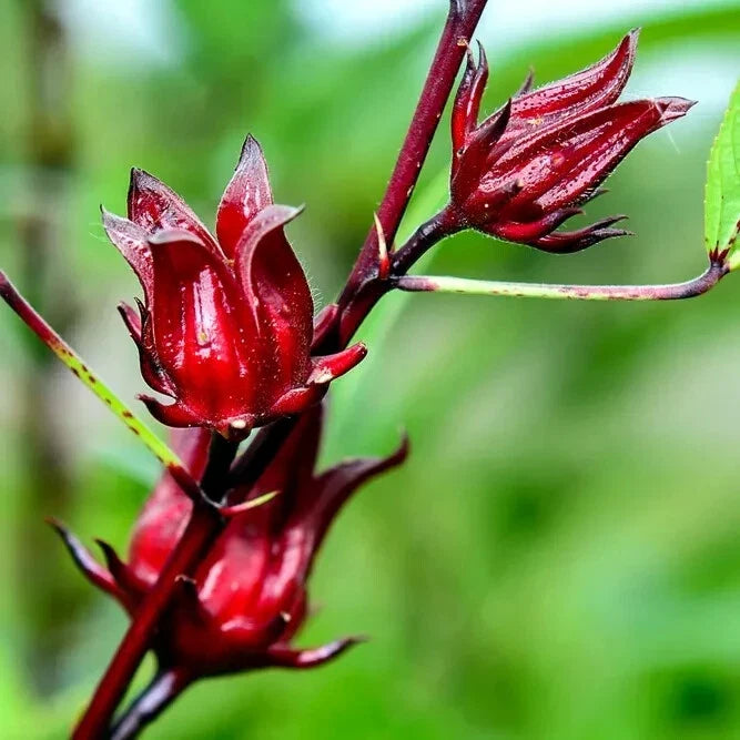 Red Roselle Luoshen hibiscus flower buds on a green blurred background. (Hibiscus sabdariffa)