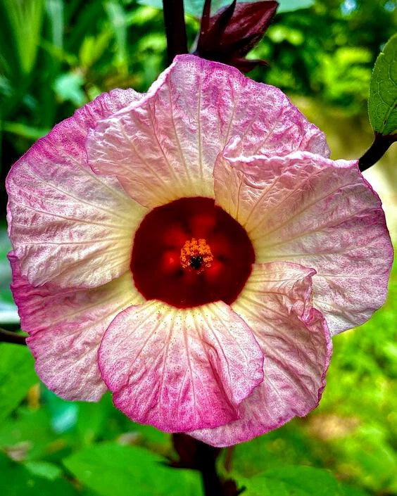 Close-up of a pink and white Luoshen Roselle flower with a red center on a green background