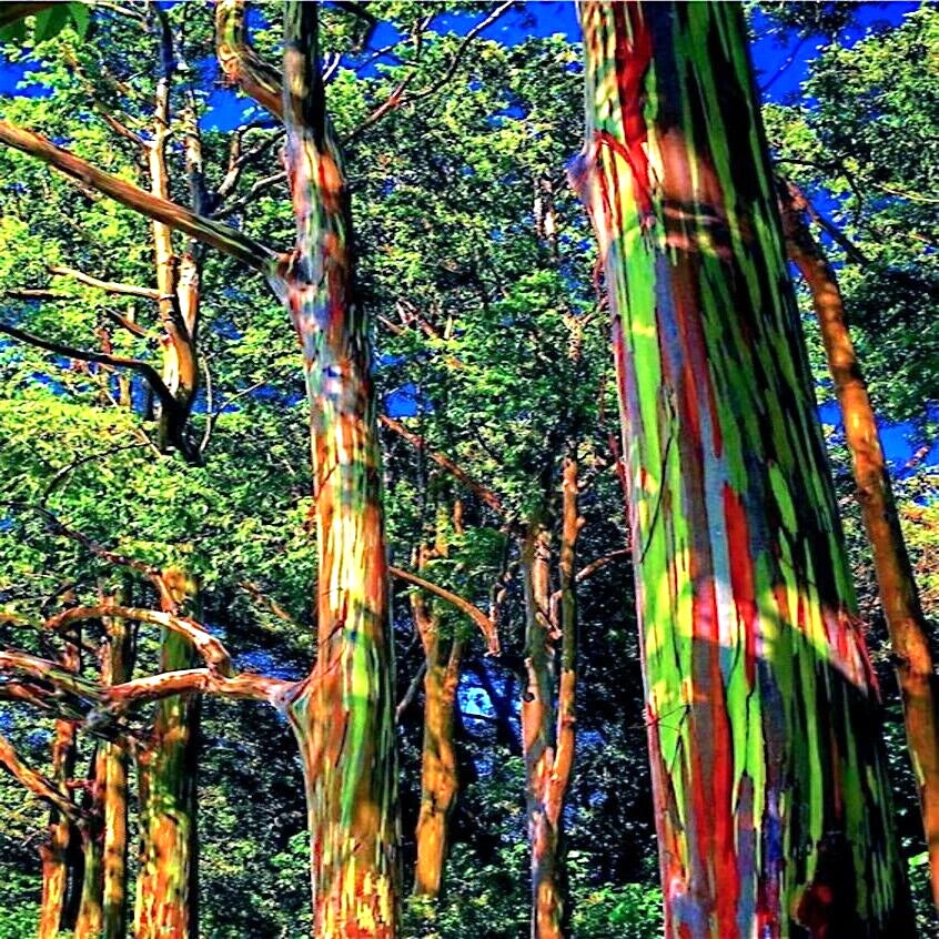 Colorful rainbow tree trunks in a forest with a blue sky background