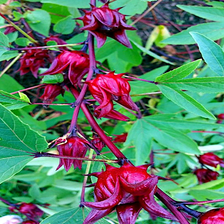 Close-up of red Luoshen Roselle hibiscus flowers with green leaves