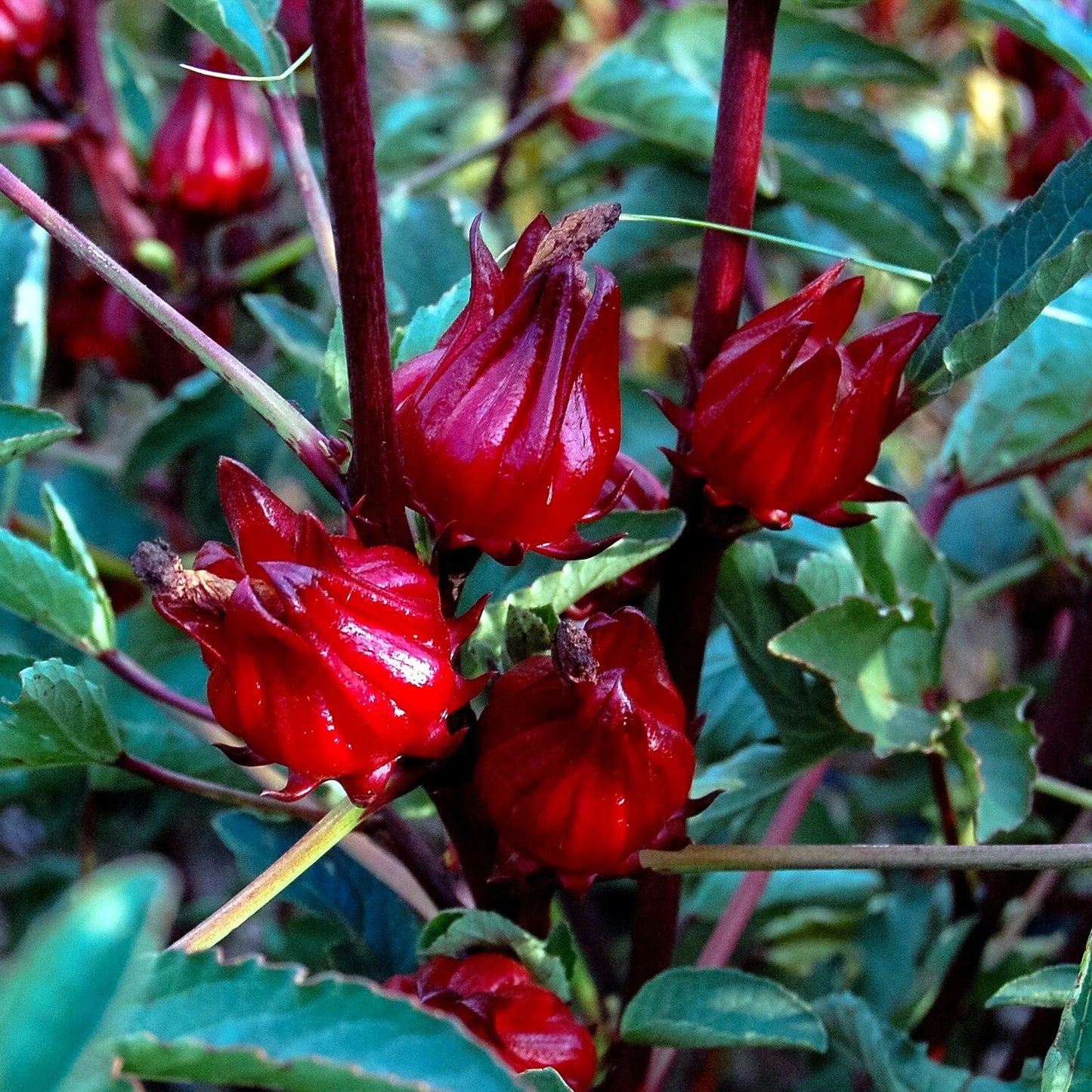Close-up of red Roselle hibiscus flowers with green leaves. (Hibiscus sabdariffa)