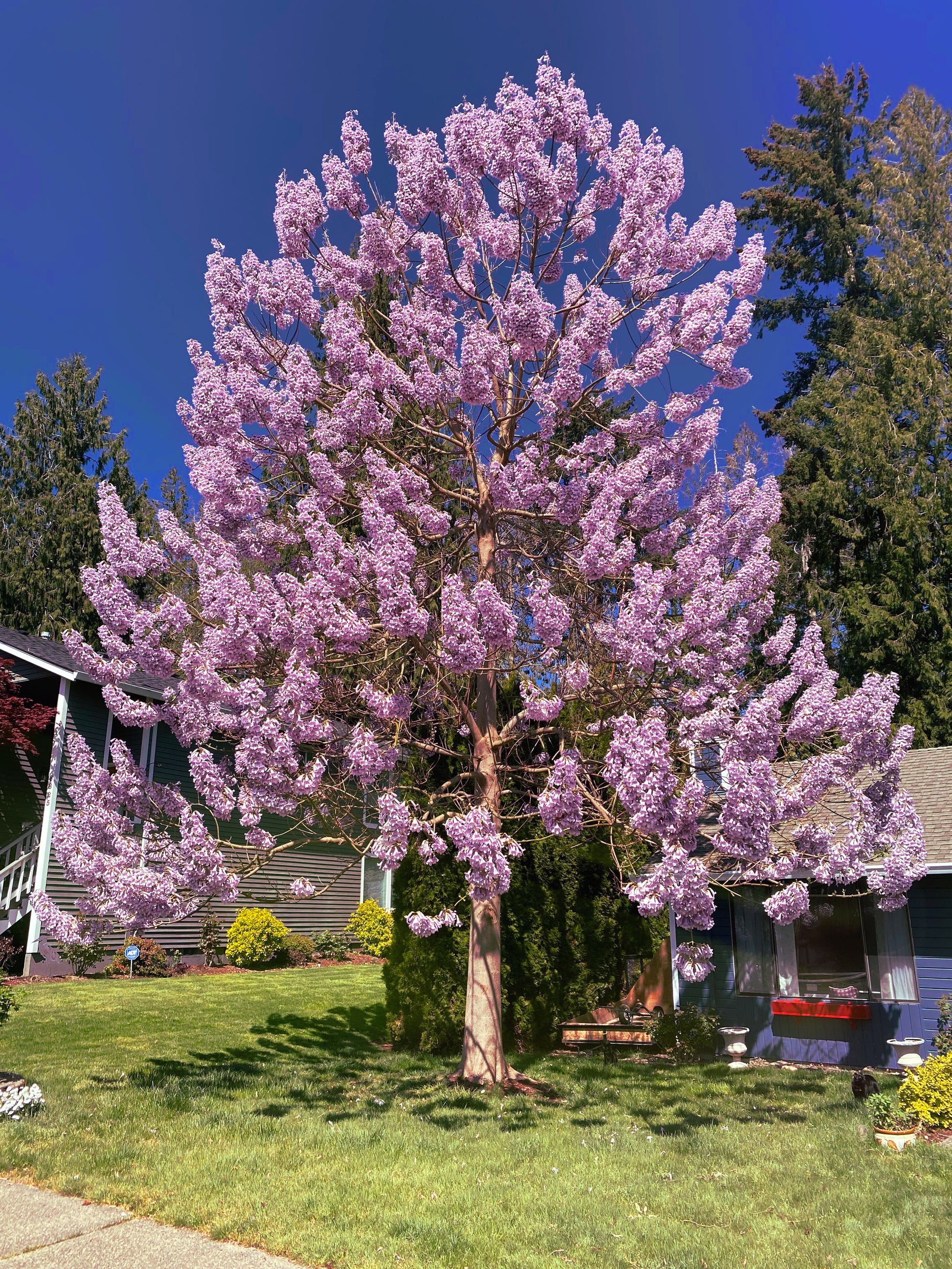 Royal Empress Tree with pink blossoms in a residential area. (Paulownia tomentosa)