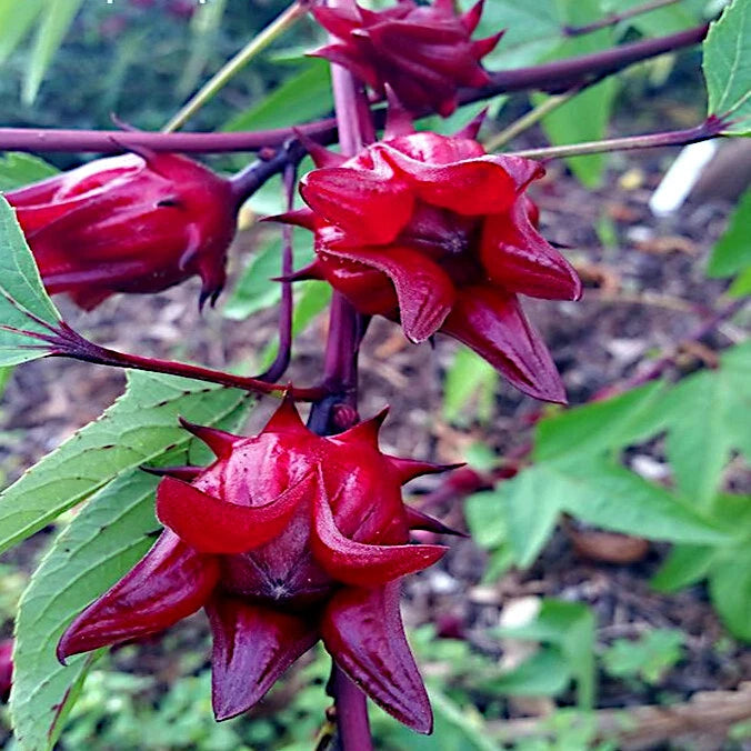 Close-up of red Roselle hibiscus flower buds on a plant with green leaves.