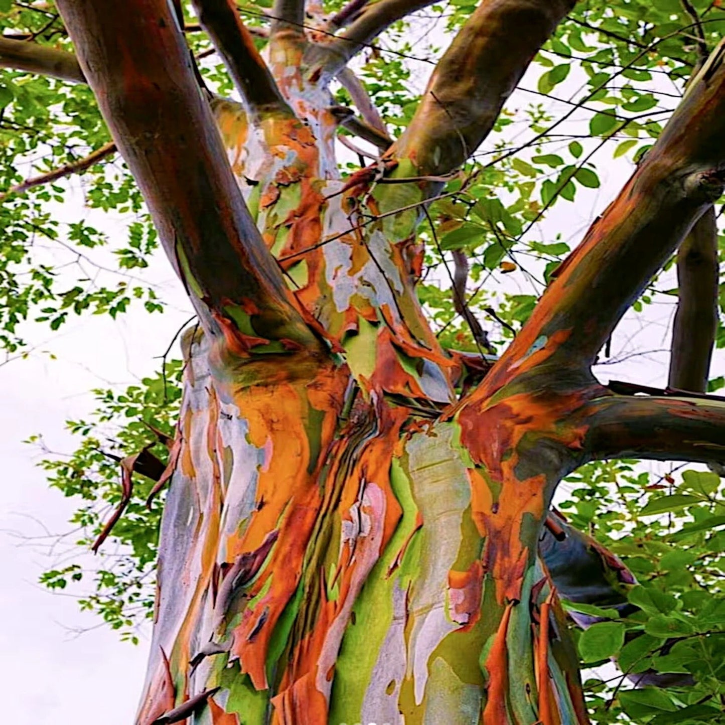 Colorful rainbow tree trunk with a pattern of orange, green, and brown against a background of green leaves.