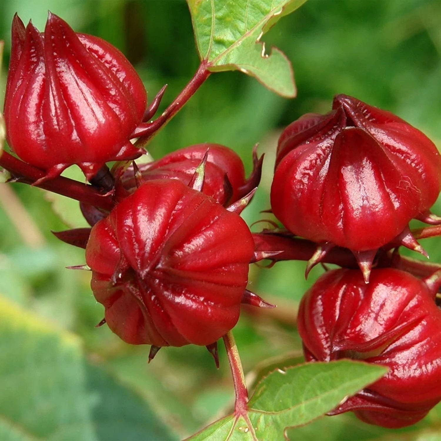 Close-up of red Roselle hibiscus flowers with green leaves on a blurred green background. (Hibiscus sabdariffa)