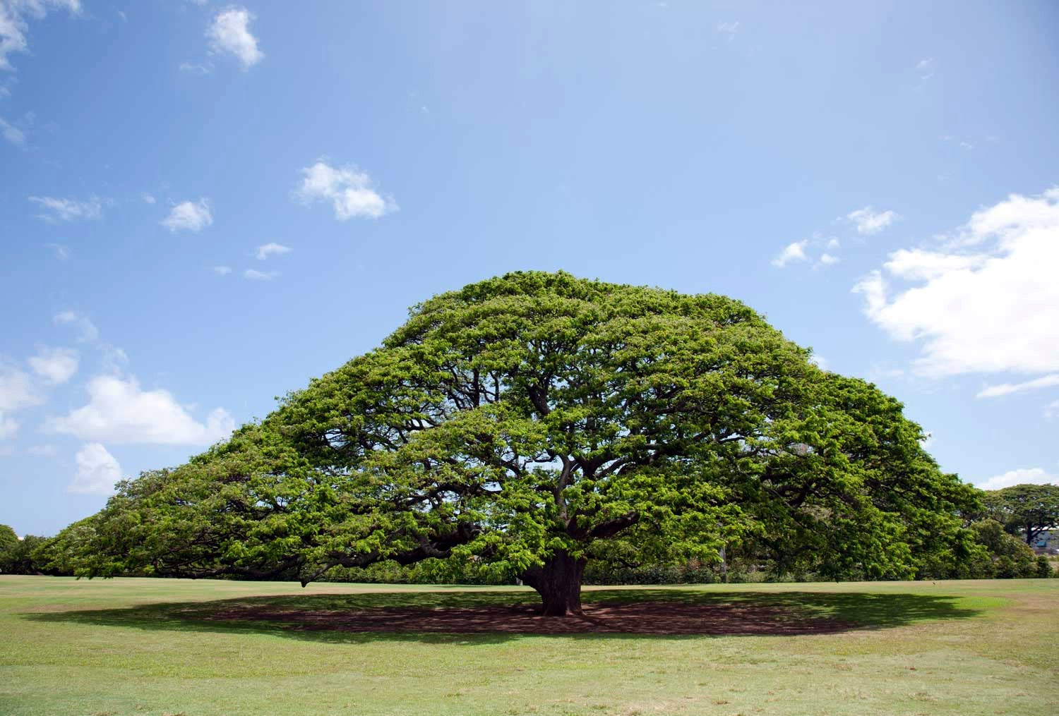 Large Rain tree canopy in green grass landscape with blue sky background. Hitachi Monkey pod (Albizia saman)