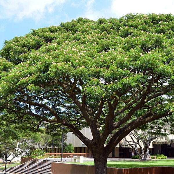 Large flowering rain tree in front of university building landscape. 