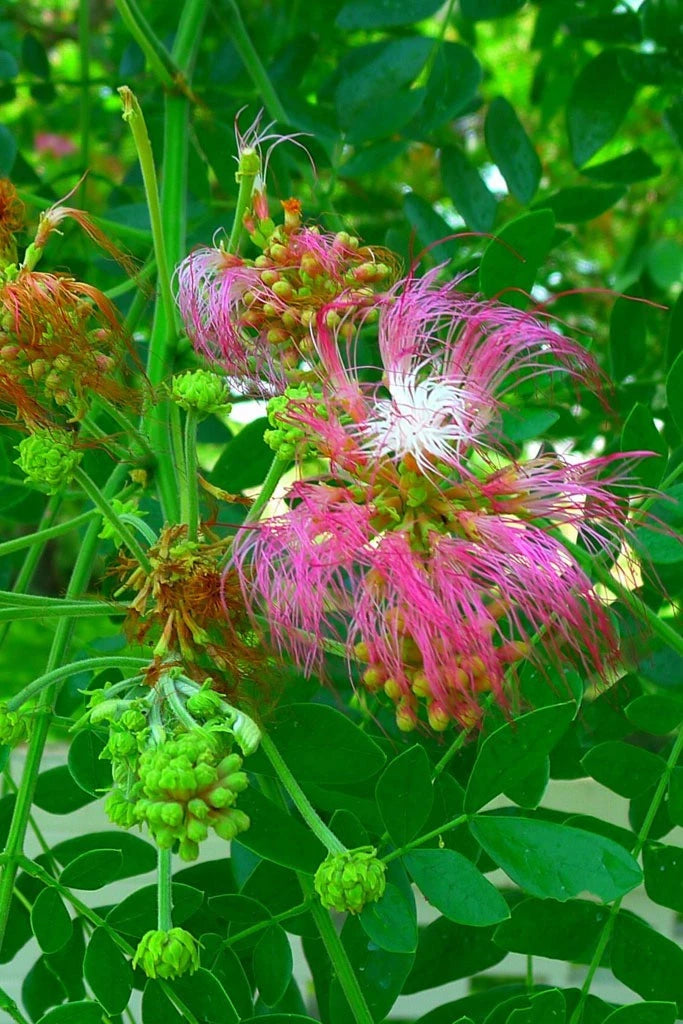 Pink rain tree flowers wilting after a rainfall with green leaves background.