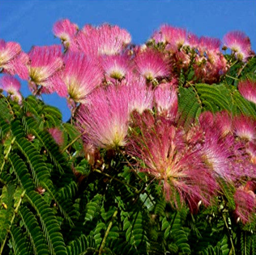 Rain tree pink flowers blooming with blue sky background. (Albizia saman)