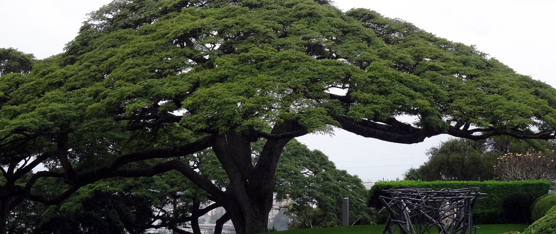 Large rain tree branches with green leaves in landscape setting. 