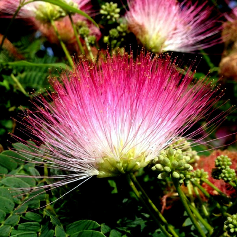 Close up view of Rain tree monkey pod pink flower. Hitachi