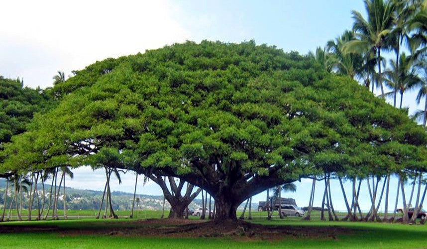 Large Rain tree in tropical setting with palm trees in background.