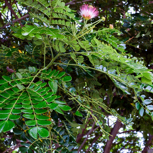 Rain trees fern shaped leaves with pink flower and wooded background. (Albizia saman)
