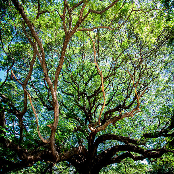 Underside view of Rain tree's large sprawling branches with green leaves and blue sky background. (Albizia saman)