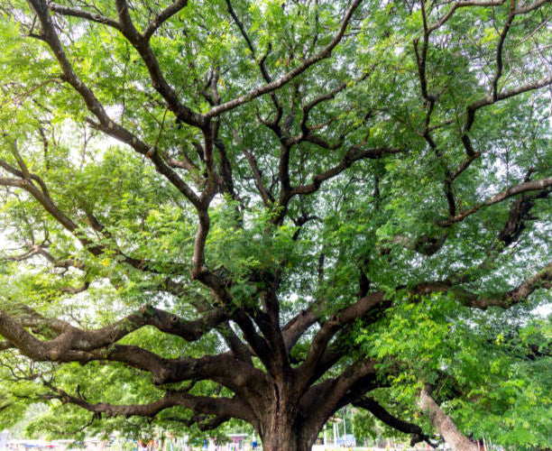 Underside view of large Rain tree branches. 