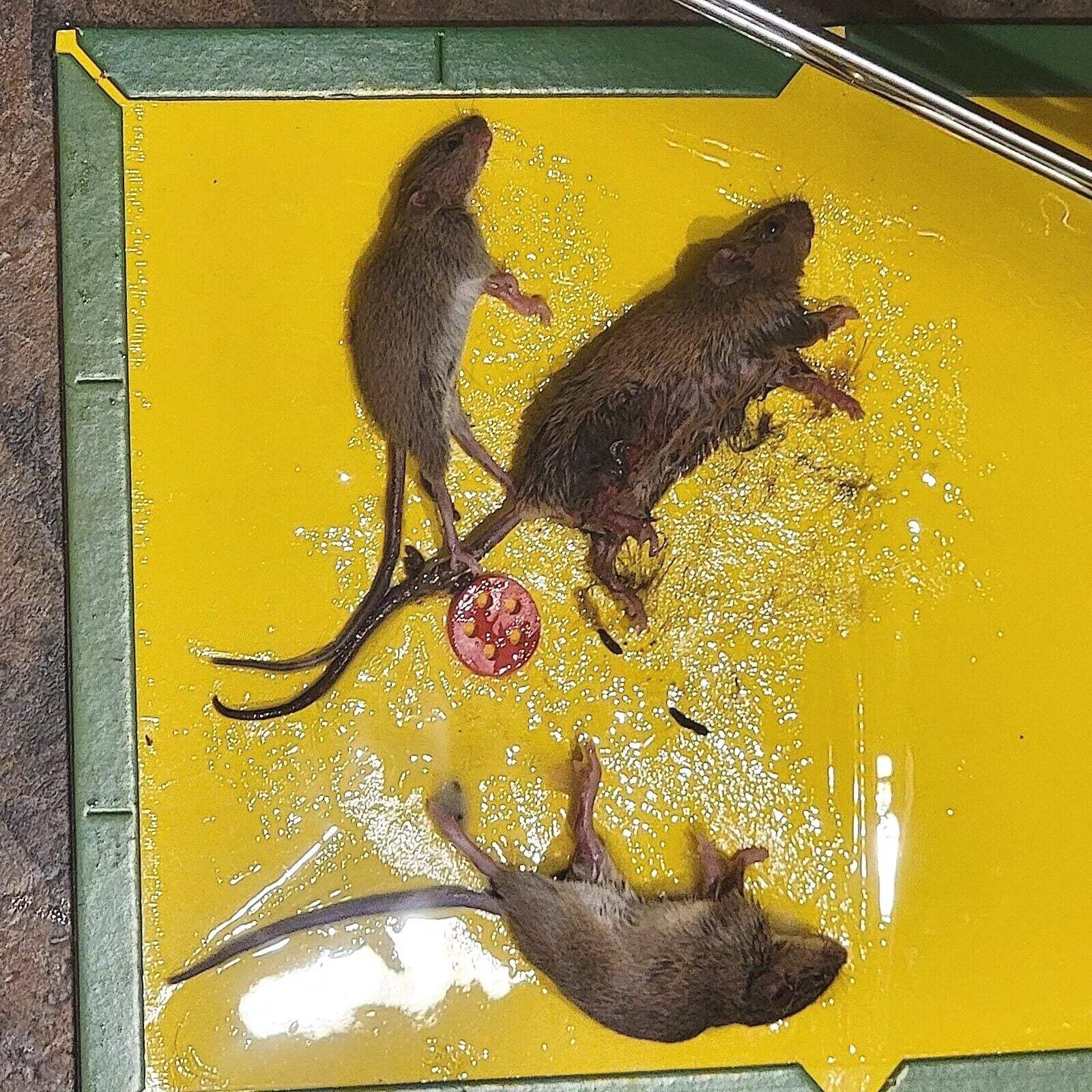 Three dead rats on a sticky mouse trap.