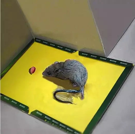 Mouse on a sticky glue board trap