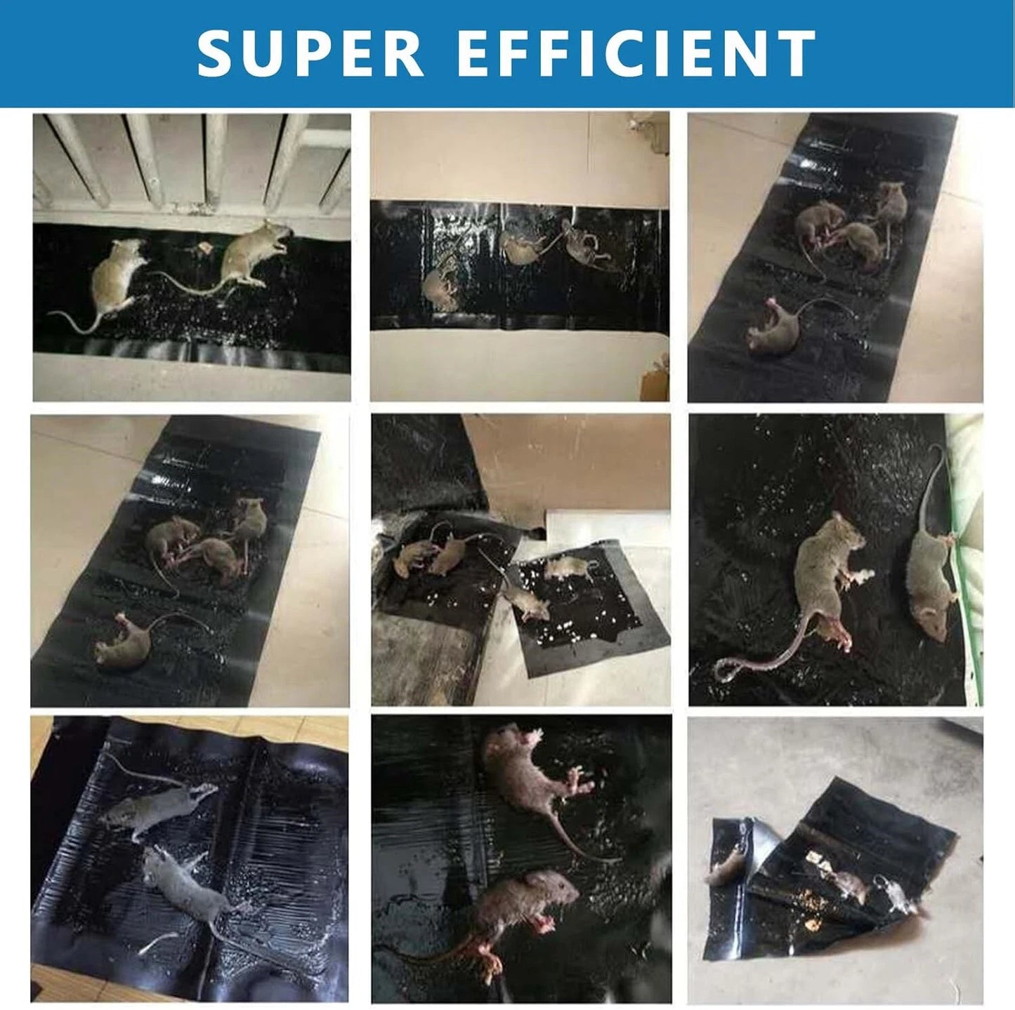 Collage of rats interacting with a black mat on a tiled floor.