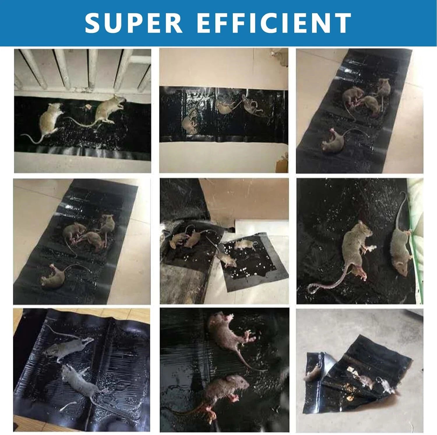 Collage of rats interacting with a black mat on a tiled floor.