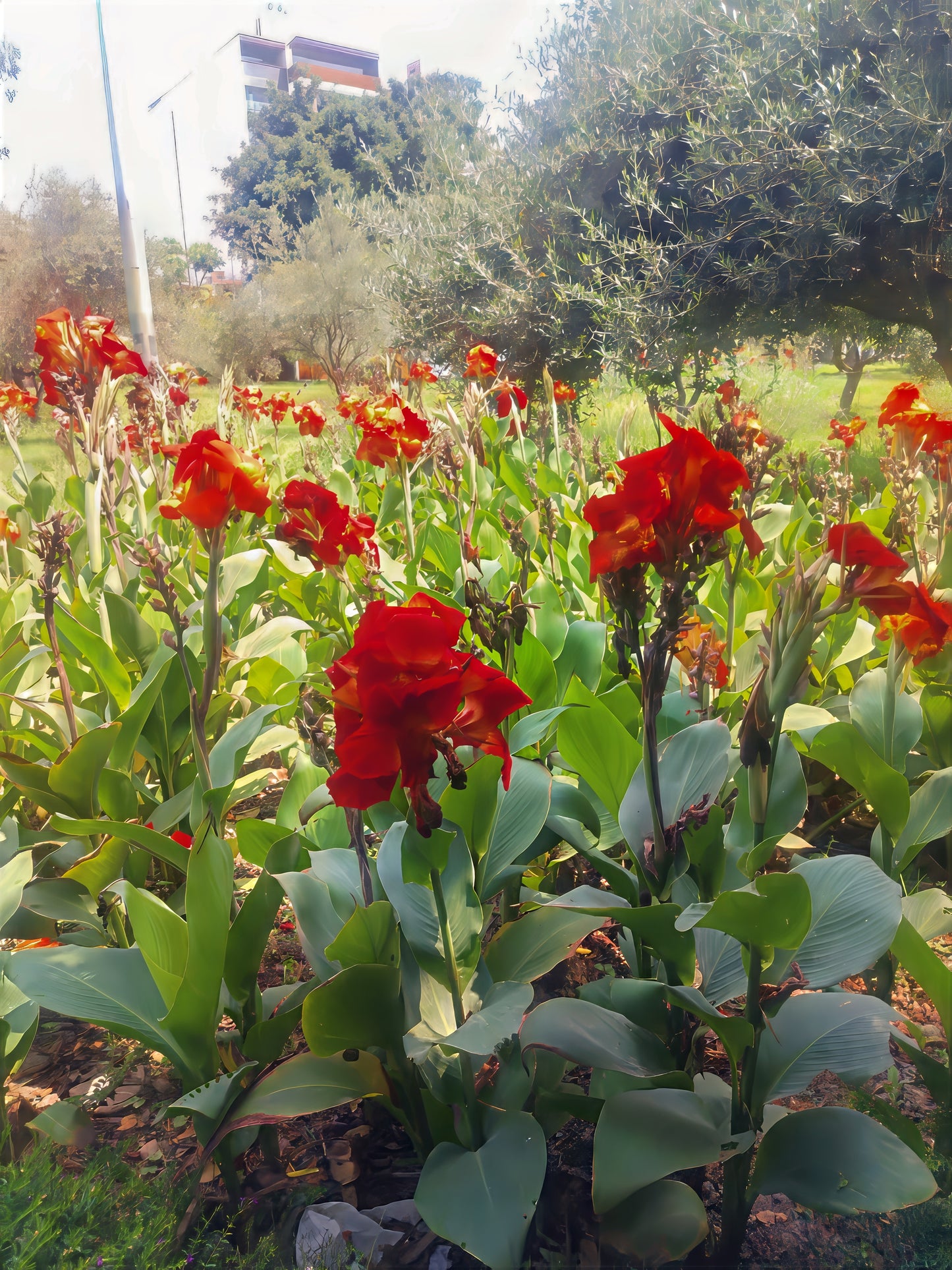 Garden landscape of red canna lily plants with red flowers in bloom.