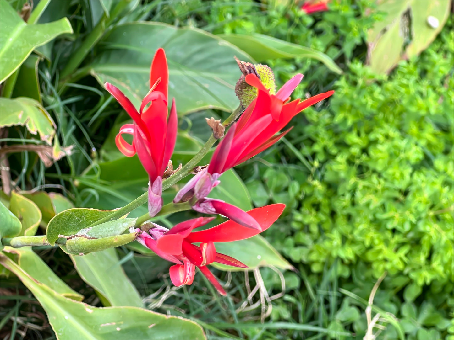 Red canna lily flowers with green leaves in a natural setting