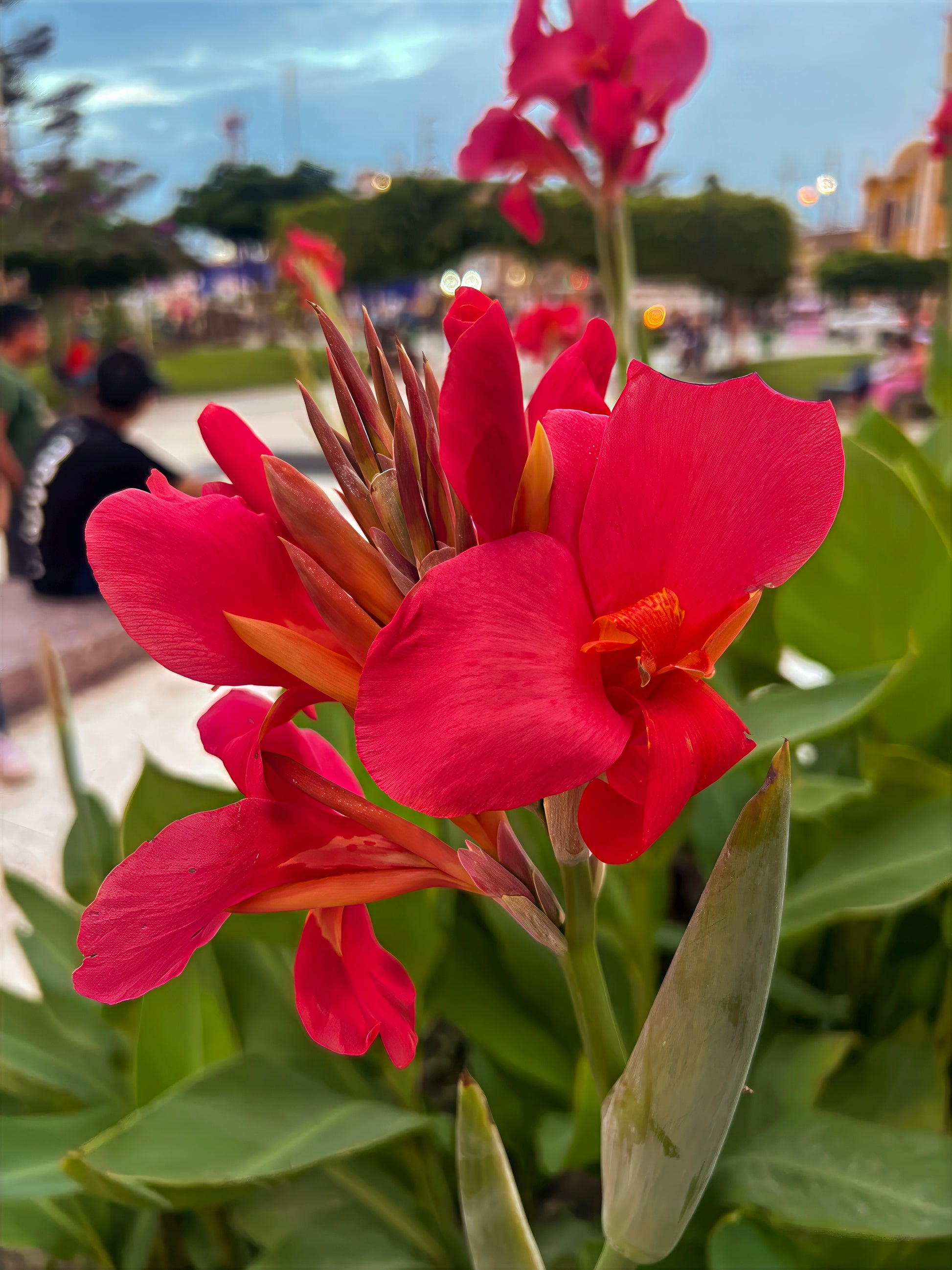 Close-up of a bright red canna lily flower with a blurred park background