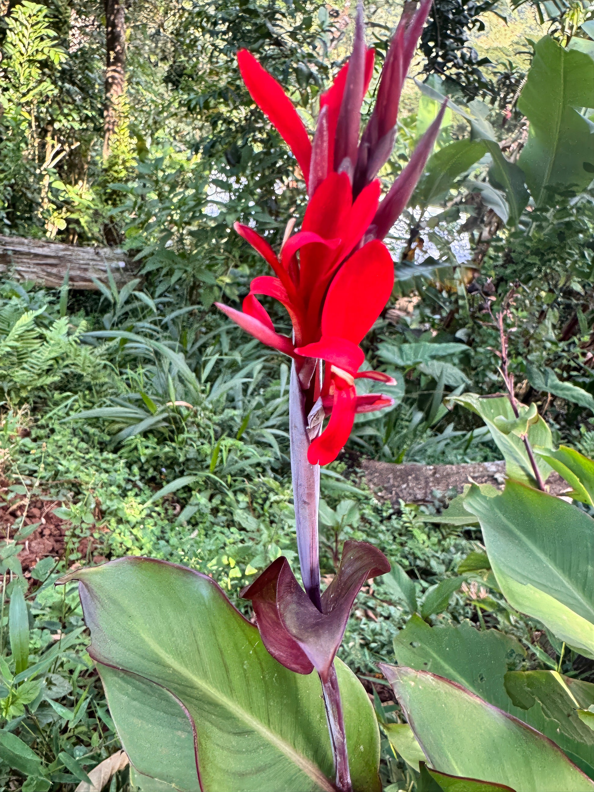 Red indian shot flower with green leaves in a natural setting