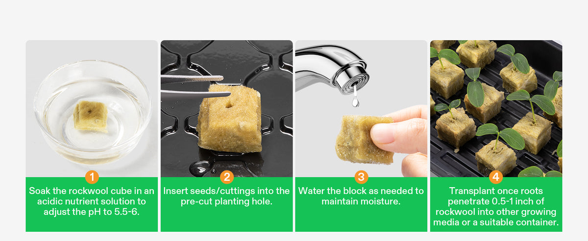 Four-step guide showing how to plant and care for rockwool cube starter plants: soak the cube in an acidic solution, insert seeds into the cube, water it, and transplant the rooted plant. Includes text instructions on each step.