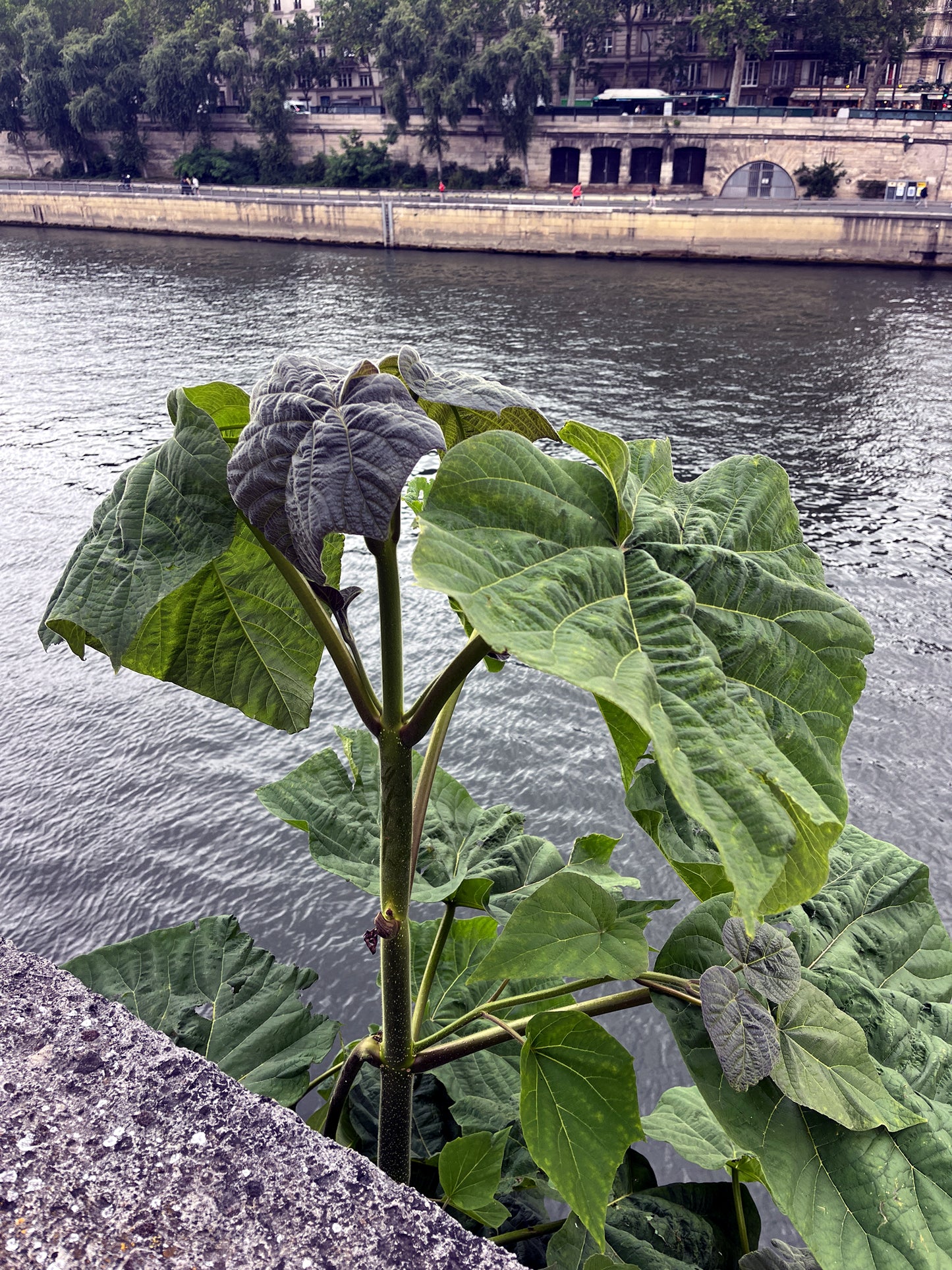 Large green leafy Paulownia tomentosa tree by a river with a cityscape in the background