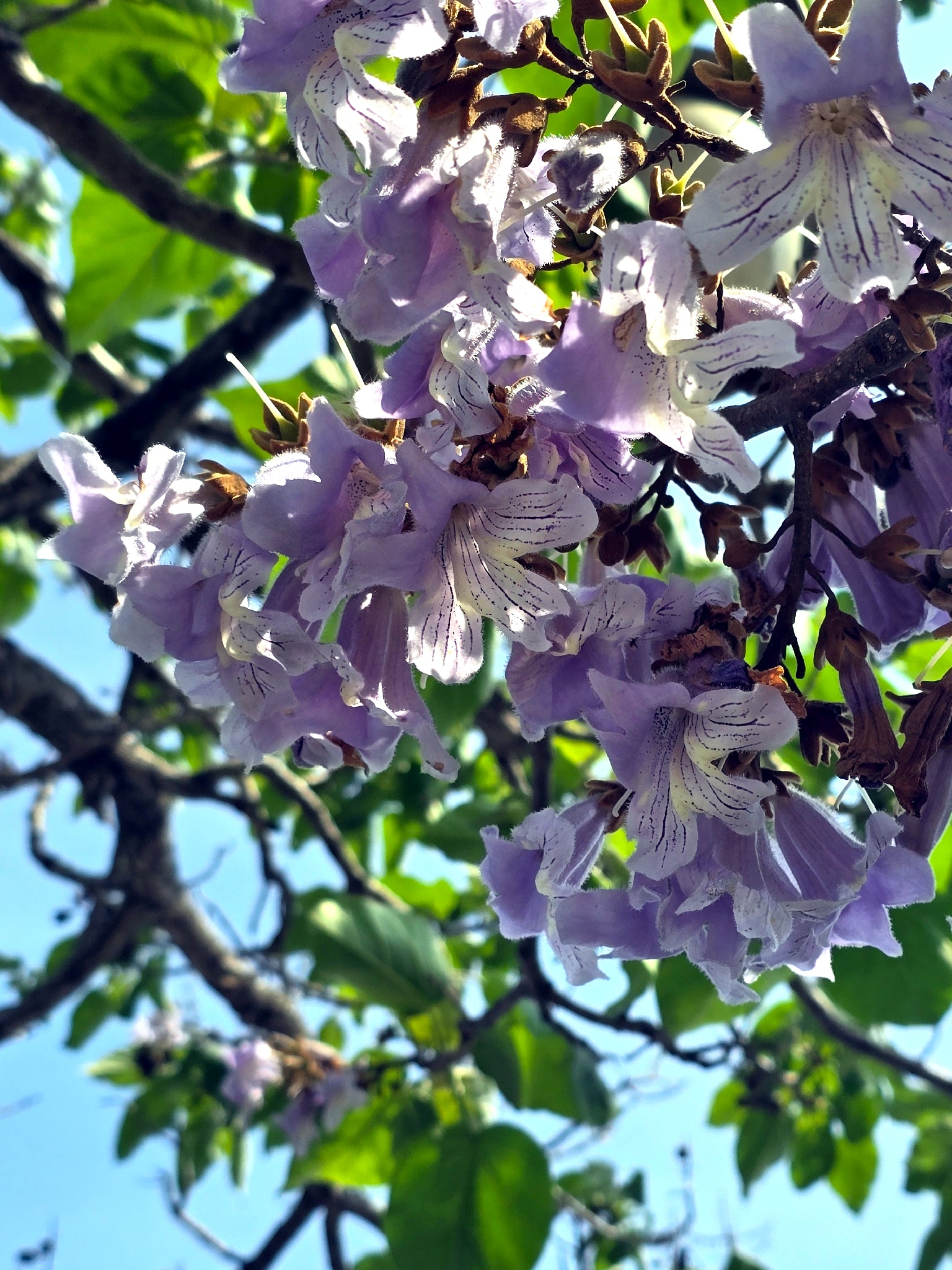 Close-up of purple and white flowers on a Royal Empress tree branch with green leaves. (Paulownia tomentosa)