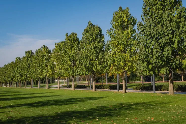 Row of Royal Empress trees in a park with green grass and blue sky. (Paulownia tomentosa)