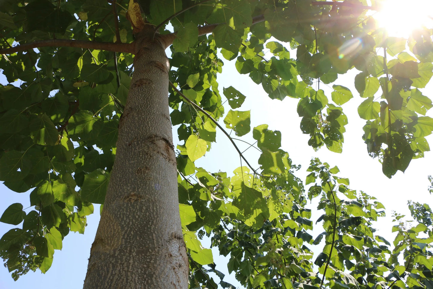 Royal Empress Tree trunk with green leaves and sunlight filtering through. (Paulownia tomentosa)