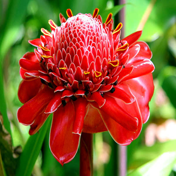 Red torch ginger flower bloom with green background.