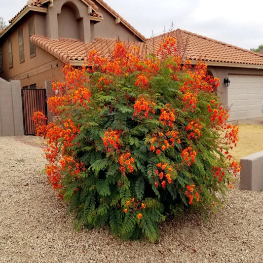 Flowering red bird of paradise (Caesalpinia pulcherrima) bush with orange flowers in front of a house