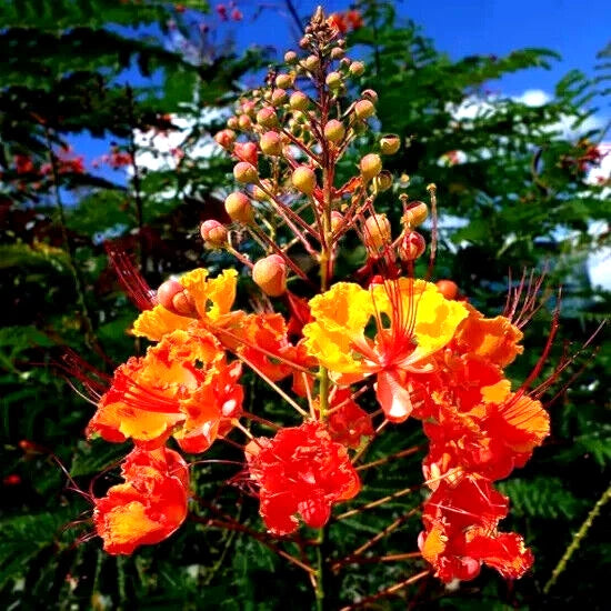 Close-up of vibrant orange and yellow red bird of paradise flowers with a blurred green background