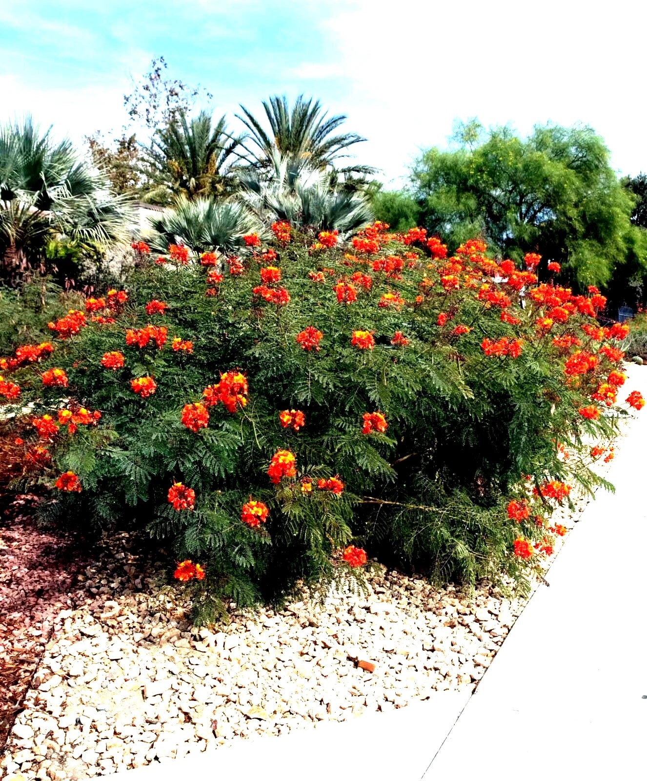 Flowering red desert bird of paradise bush with red flowers in a garden setting with palm trees and gravel.