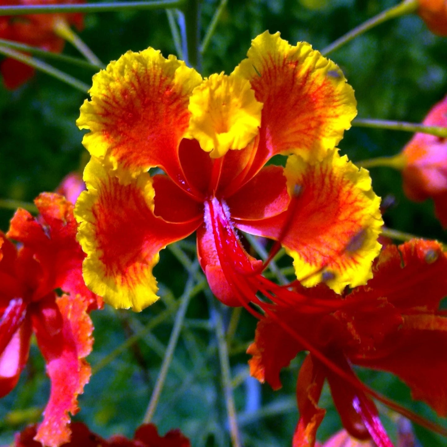Close-up of red and yellow colors on desert bird of paradise flowers with a blurred green background