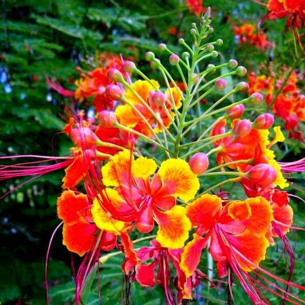 Close-up of vibrant orange, yellow, and pink on red bird of paradise flowers with green leaves.