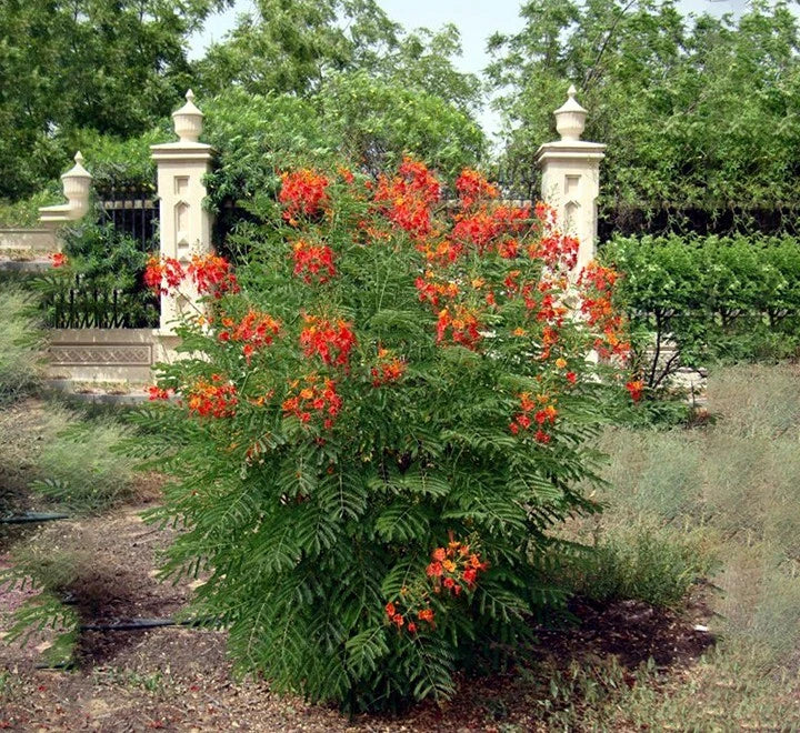 Flowering desert red bird of paradise plant with red blooms in a garden setting with stone pillars and greenery.